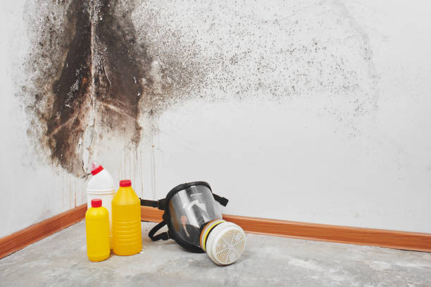 Best Office Mold Removal Services  in Ruston, LA