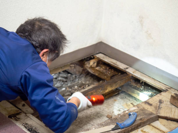 Trusted Ruston, LA Mold Removal Experts