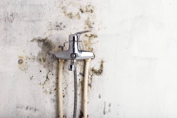Best Mold Removal Company Near Me  in Ruston, LA