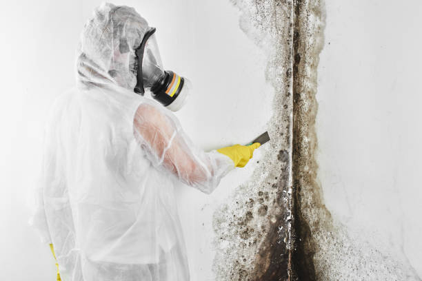 Best Residential Mold Removal  in Ruston, LA