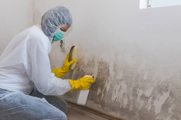 Best Mold Inspection  in Ruston, LA