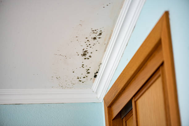 Best Toxic Mold Removal  in Ruston, LA