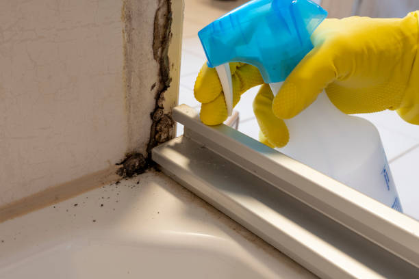 Best Mold Cleaning Services  in Ruston, LA