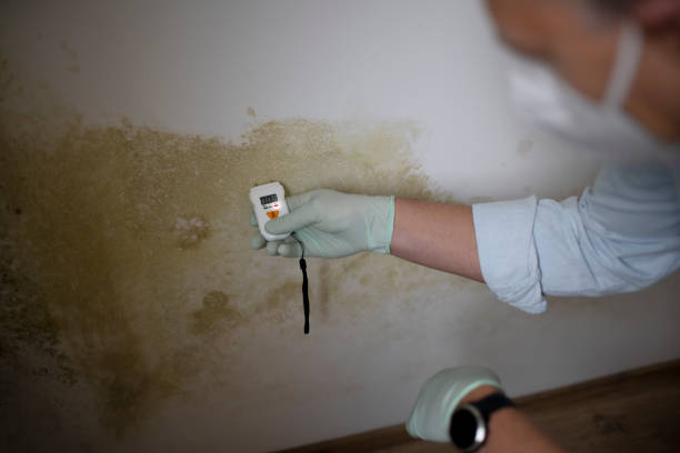 Best Mold Removal Process  in Ruston, LA