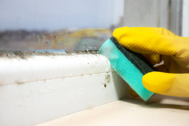 Trusted Ruston, LA Mold Removal Experts