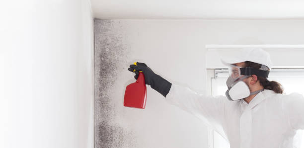Best Black Mold Removal  in Ruston, LA