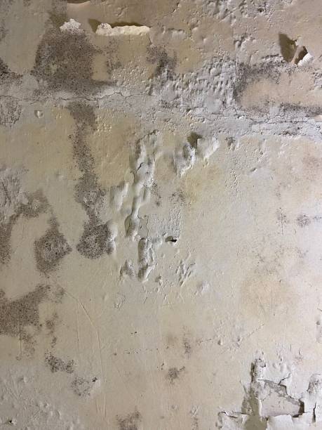 Best Mold Testing  in Ruston, LA