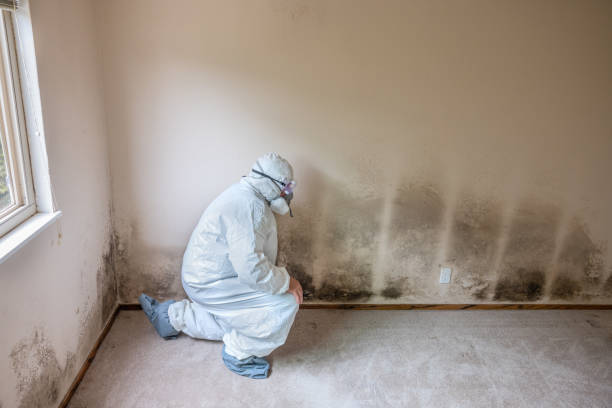 Office Mold Removal Services in Ruston, LA