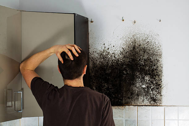 Best Local Mold Removal Service  in Ruston, LA