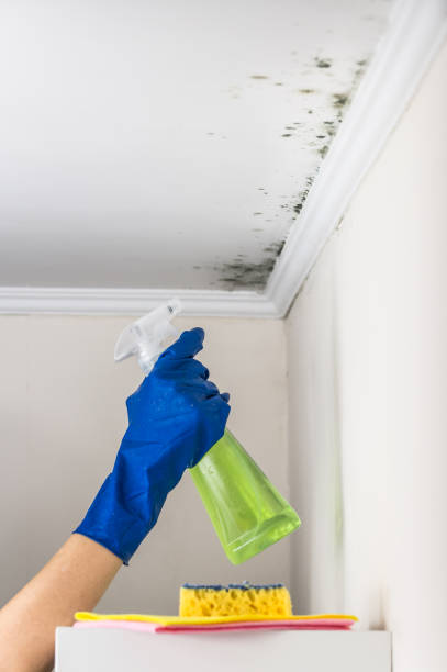 Best Professional Mold Removal  in Ruston, LA